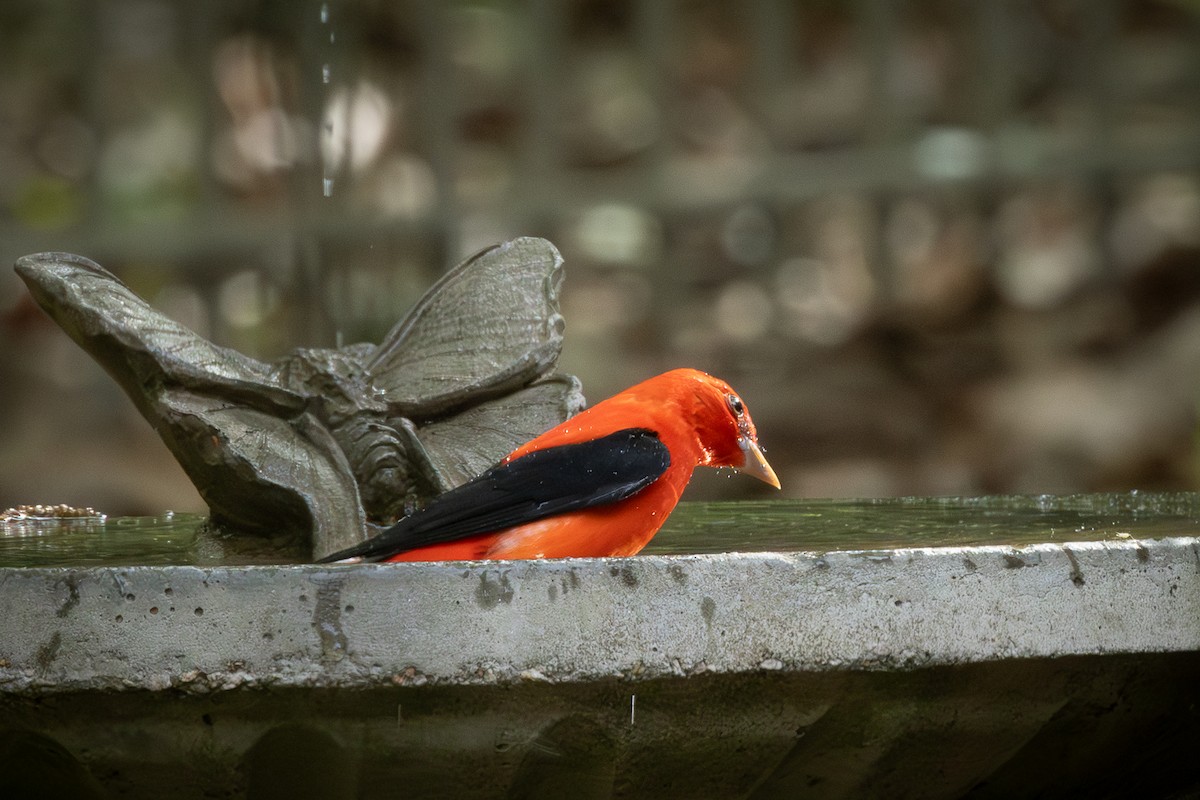 Scarlet Tanager - ML617988884