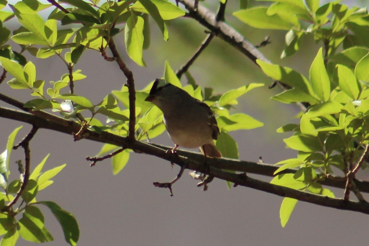 White-crowned Sparrow (Dark-lored) - ML617988893