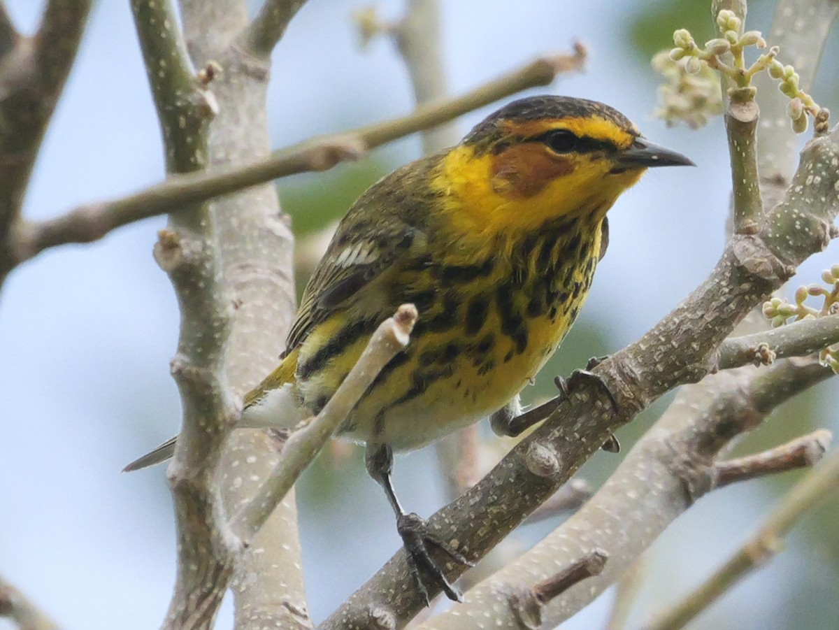 Cape May Warbler - ML617988901