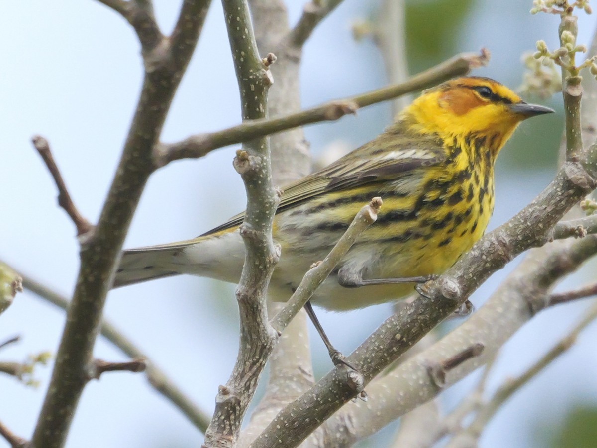 Cape May Warbler - ML617988902