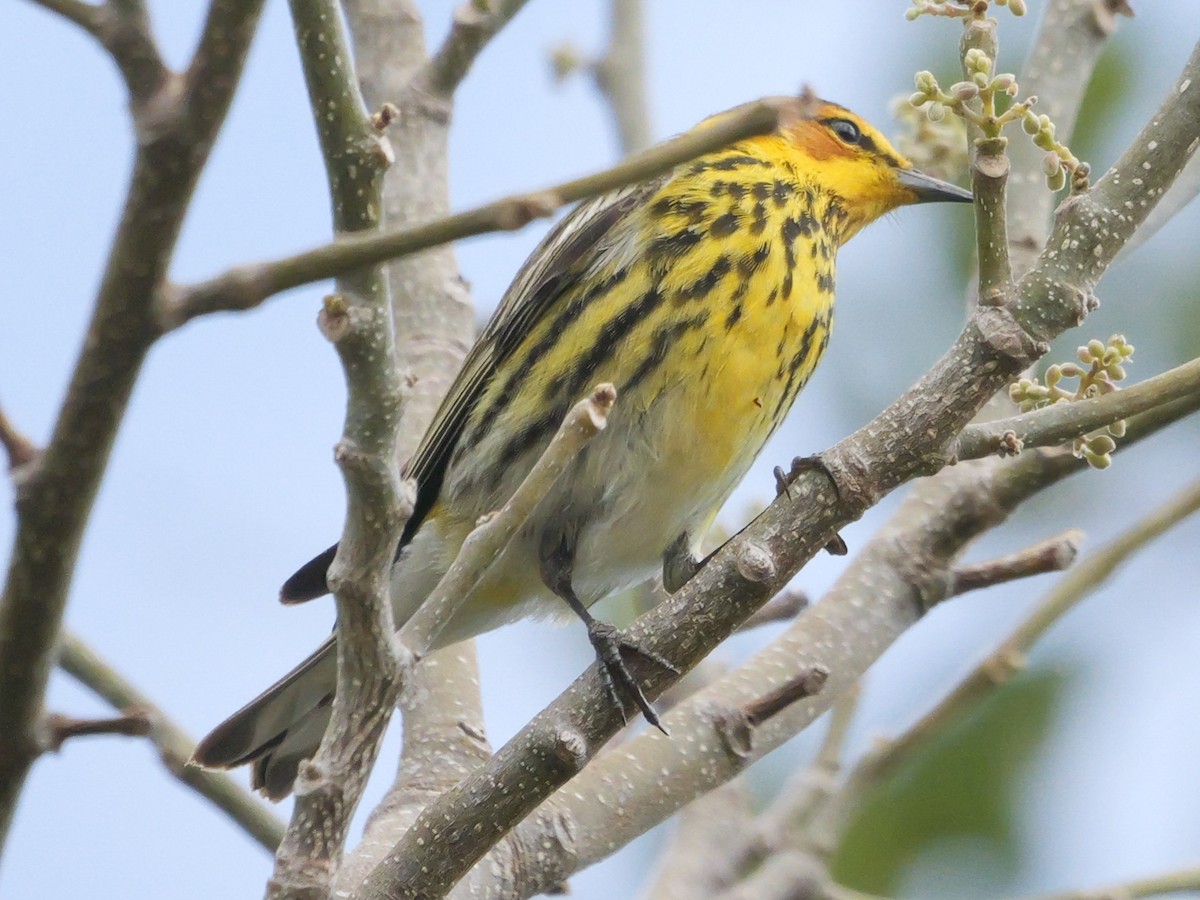 Cape May Warbler - ML617988903