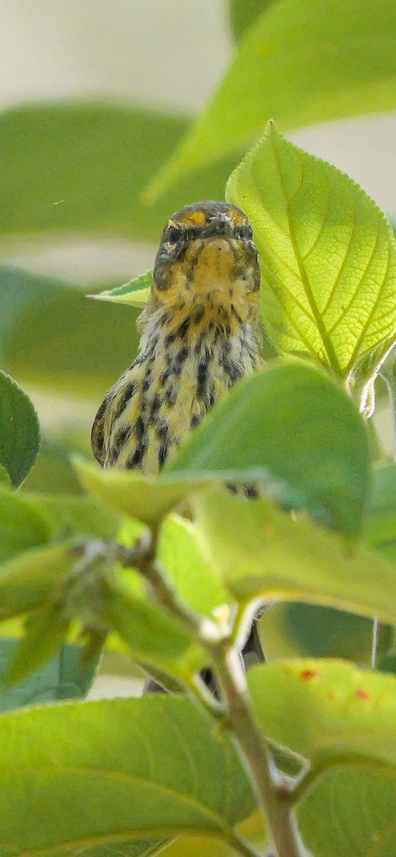 Cape May Warbler - ML617988905