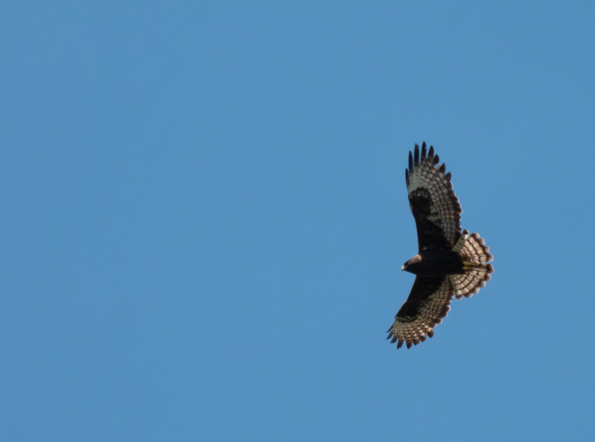 Short-tailed Hawk - Adi Rao