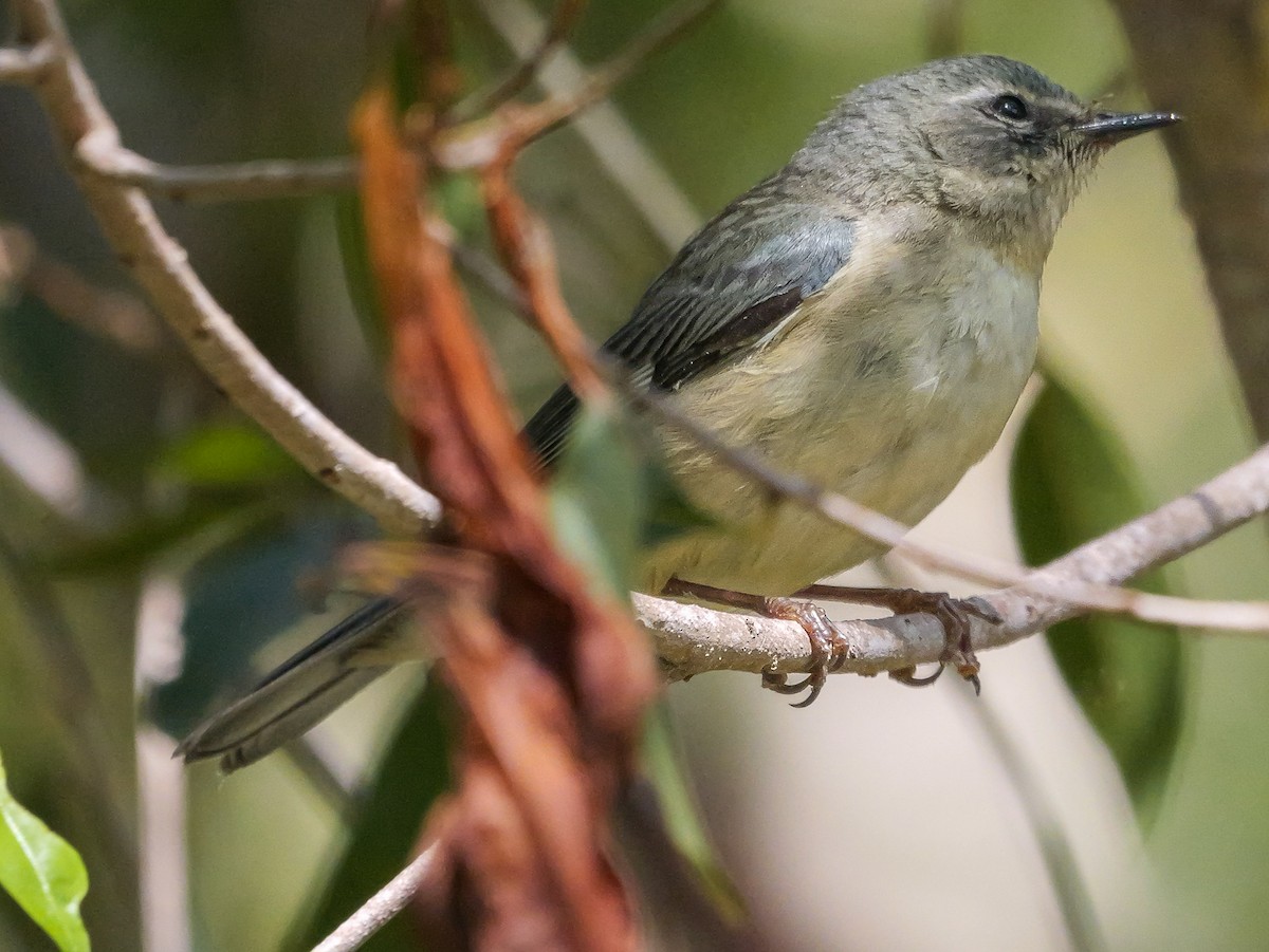 Black-throated Blue Warbler - Roger Horn