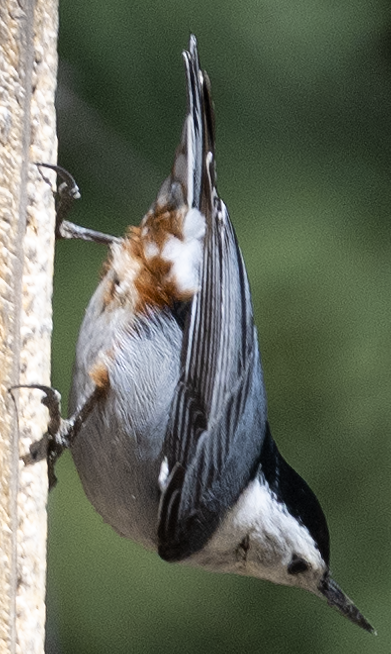 White-breasted Nuthatch - ML617988938