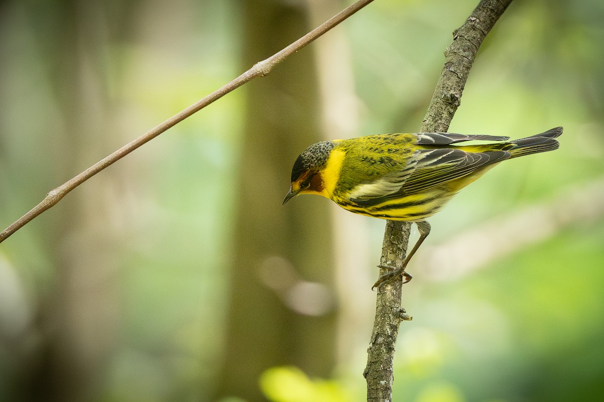 Cape May Warbler - ML617988961