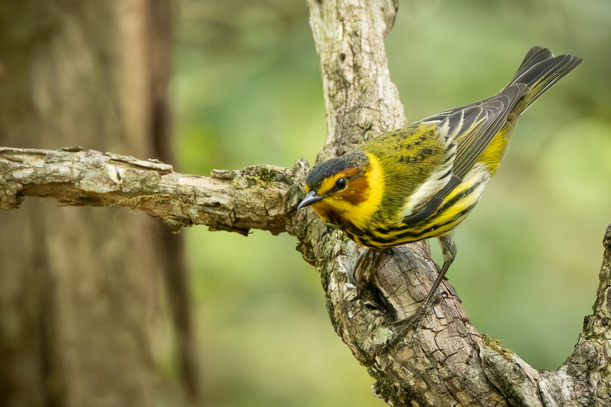Cape May Warbler - ML617988963
