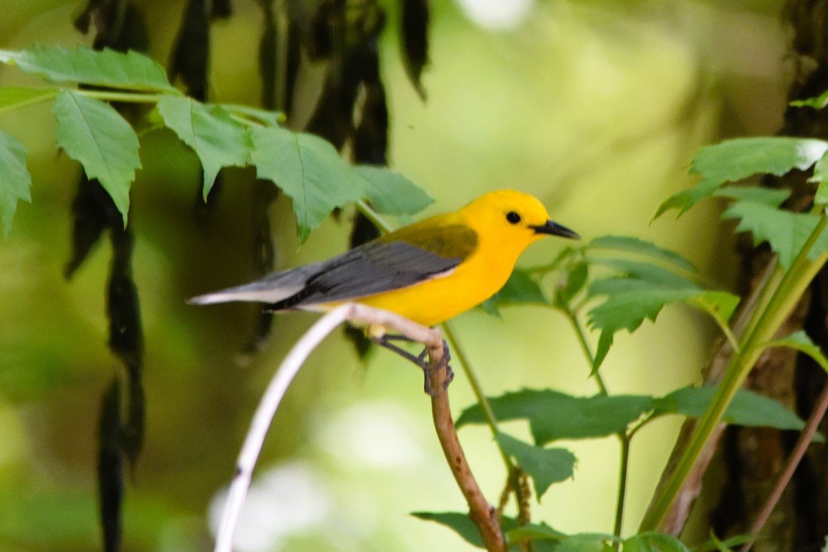 Prothonotary Warbler - ML617988987