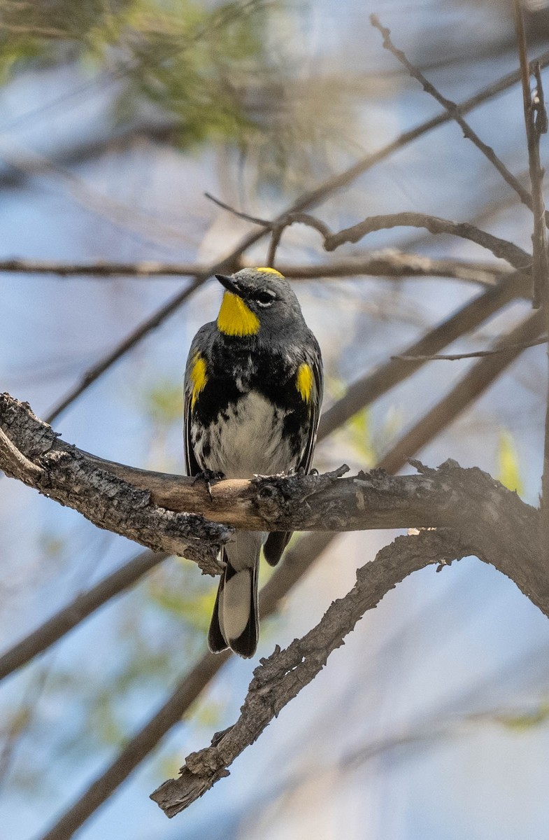 Yellow-rumped Warbler (Audubon's) - ML617989007