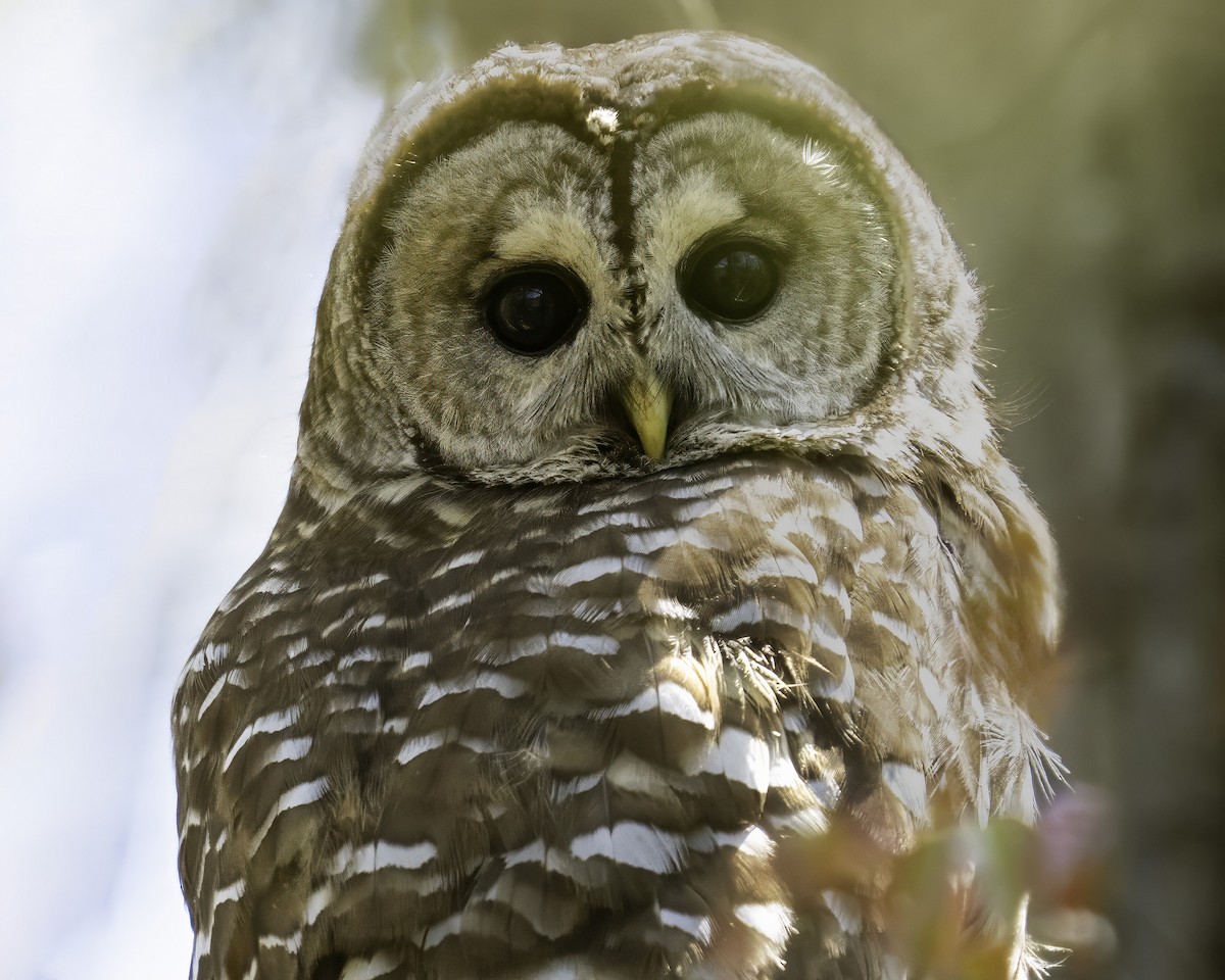 Barred Owl - ML617989020