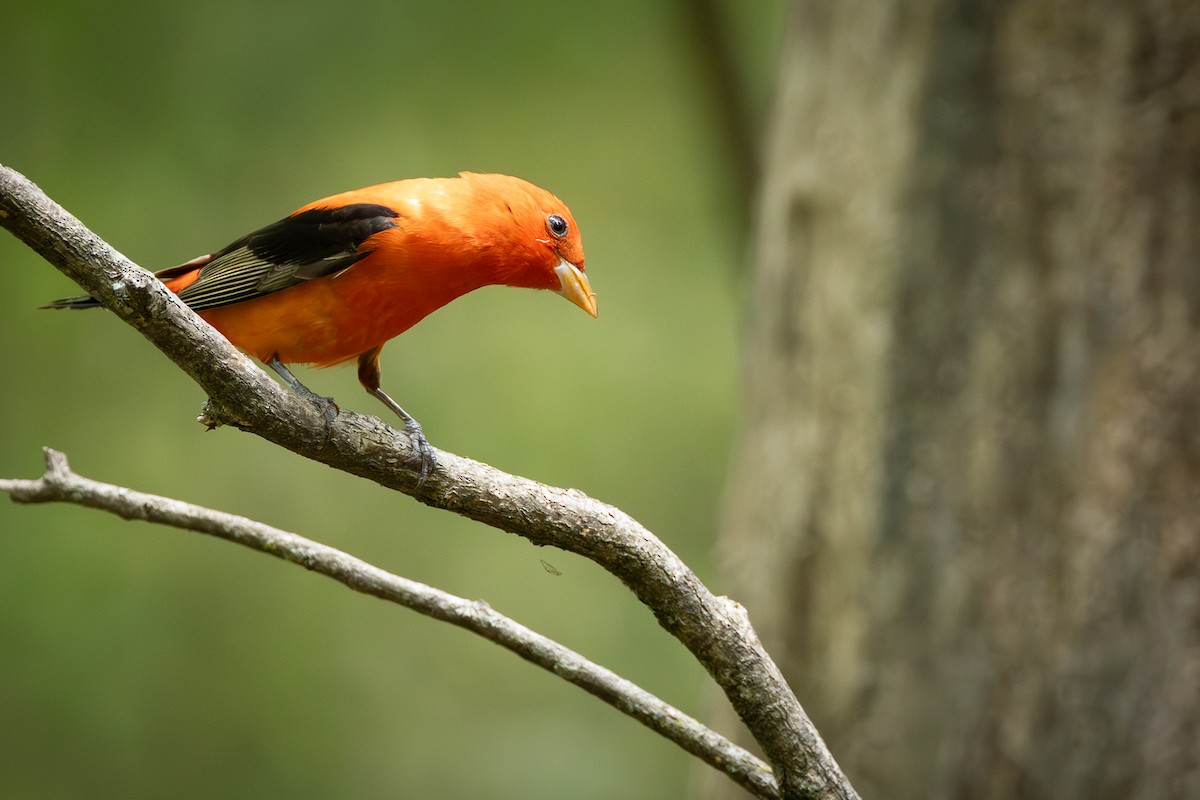 Scarlet Tanager - ML617989040
