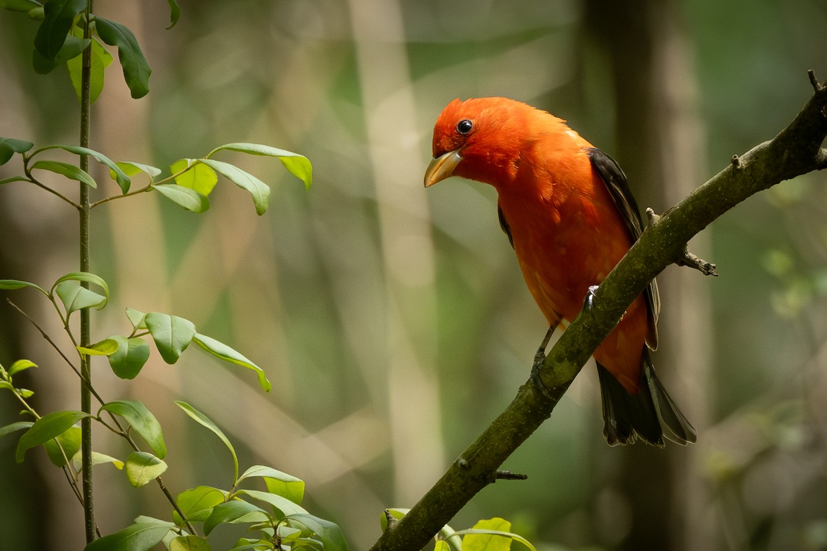 Scarlet Tanager - ML617989042