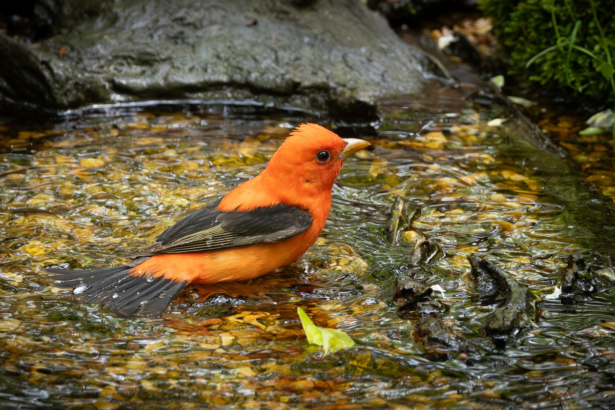 Scarlet Tanager - ML617989043