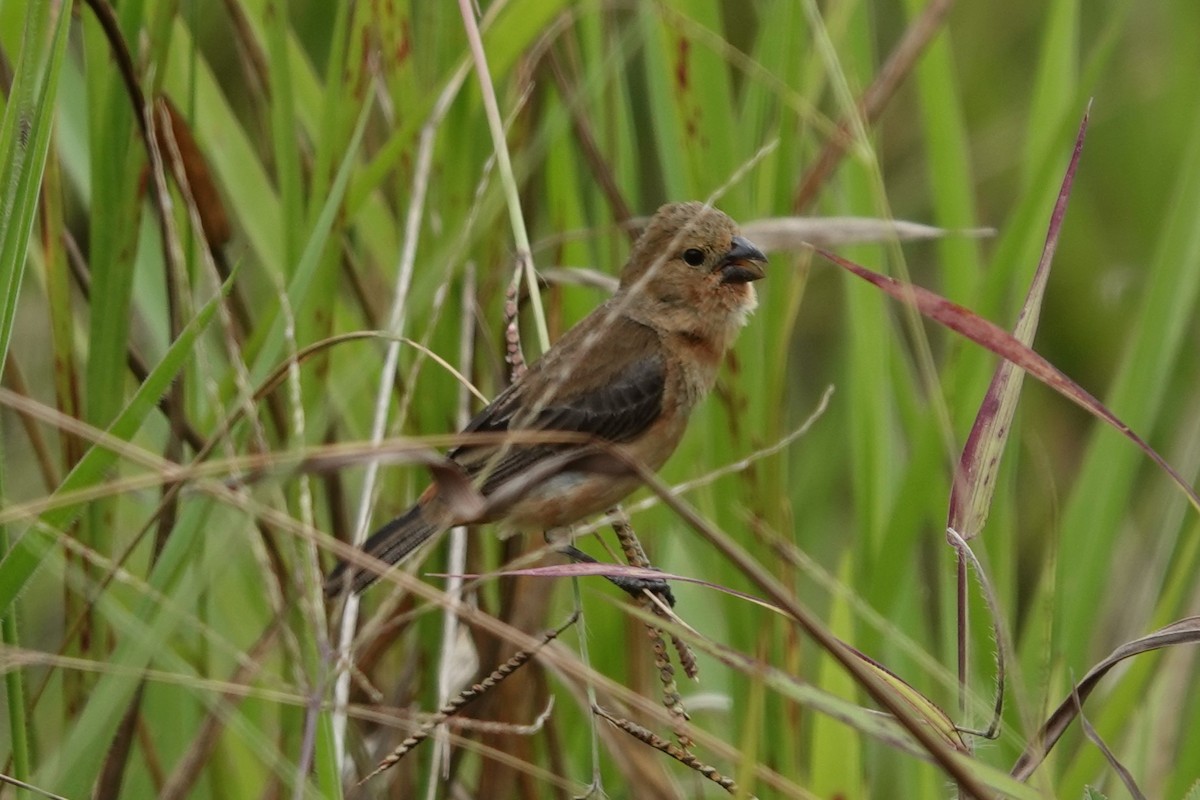Ruddy-breasted Seedeater - Jim Zook