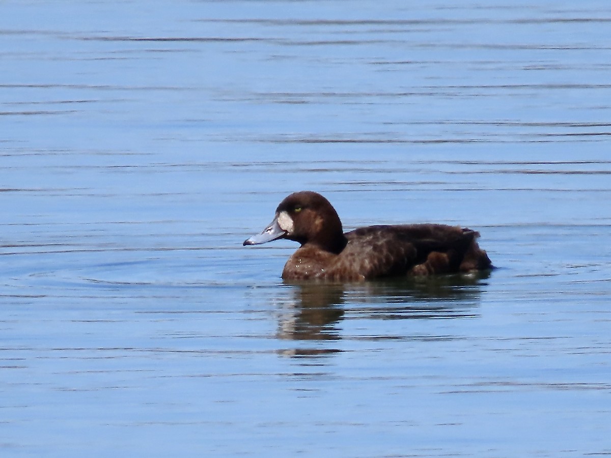 Greater Scaup - ML617989100