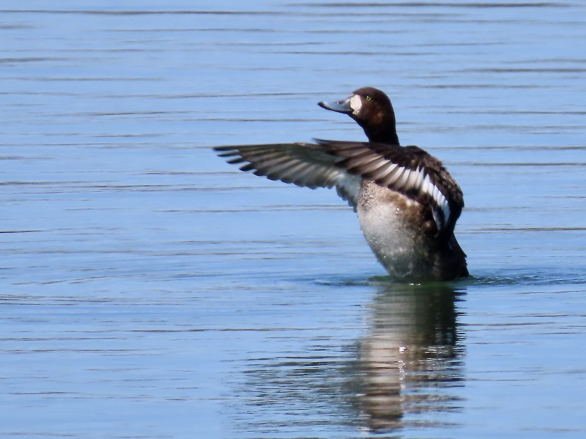 Greater Scaup - ML617989101