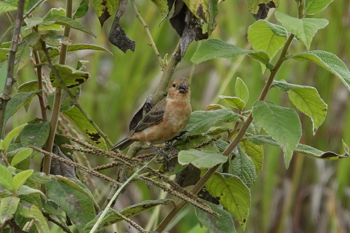 Ruddy-breasted Seedeater - ML617989102