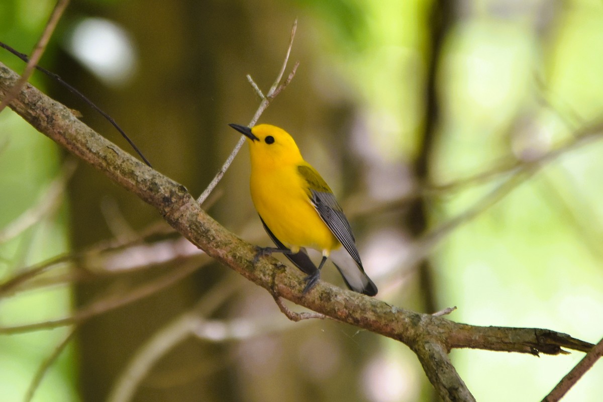 Prothonotary Warbler - ML617989113