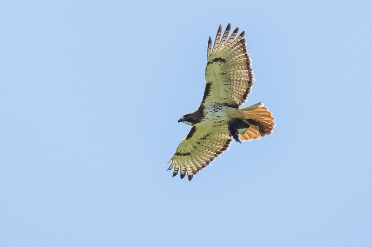 Red-tailed Hawk - ML617989143