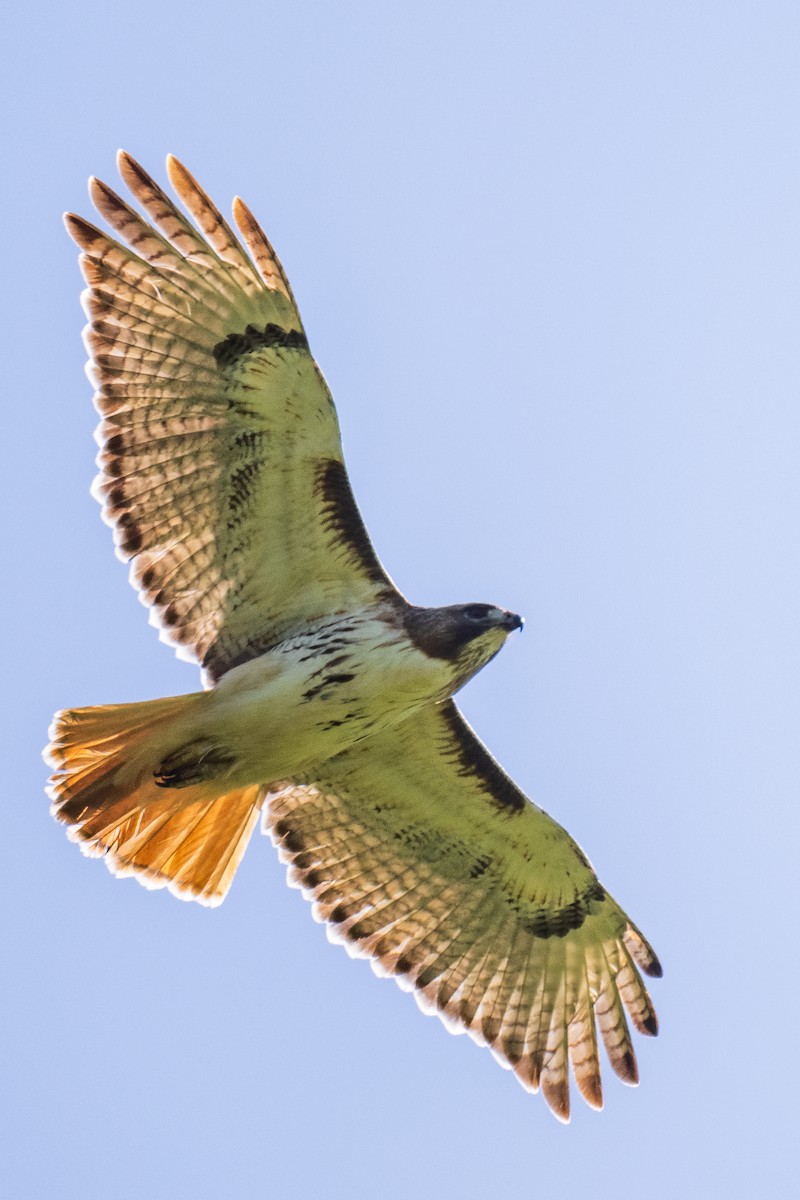 Red-tailed Hawk - ML617989144