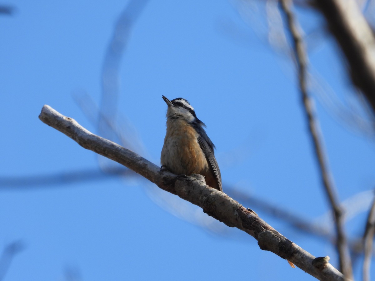 Red-breasted Nuthatch - ML617989161