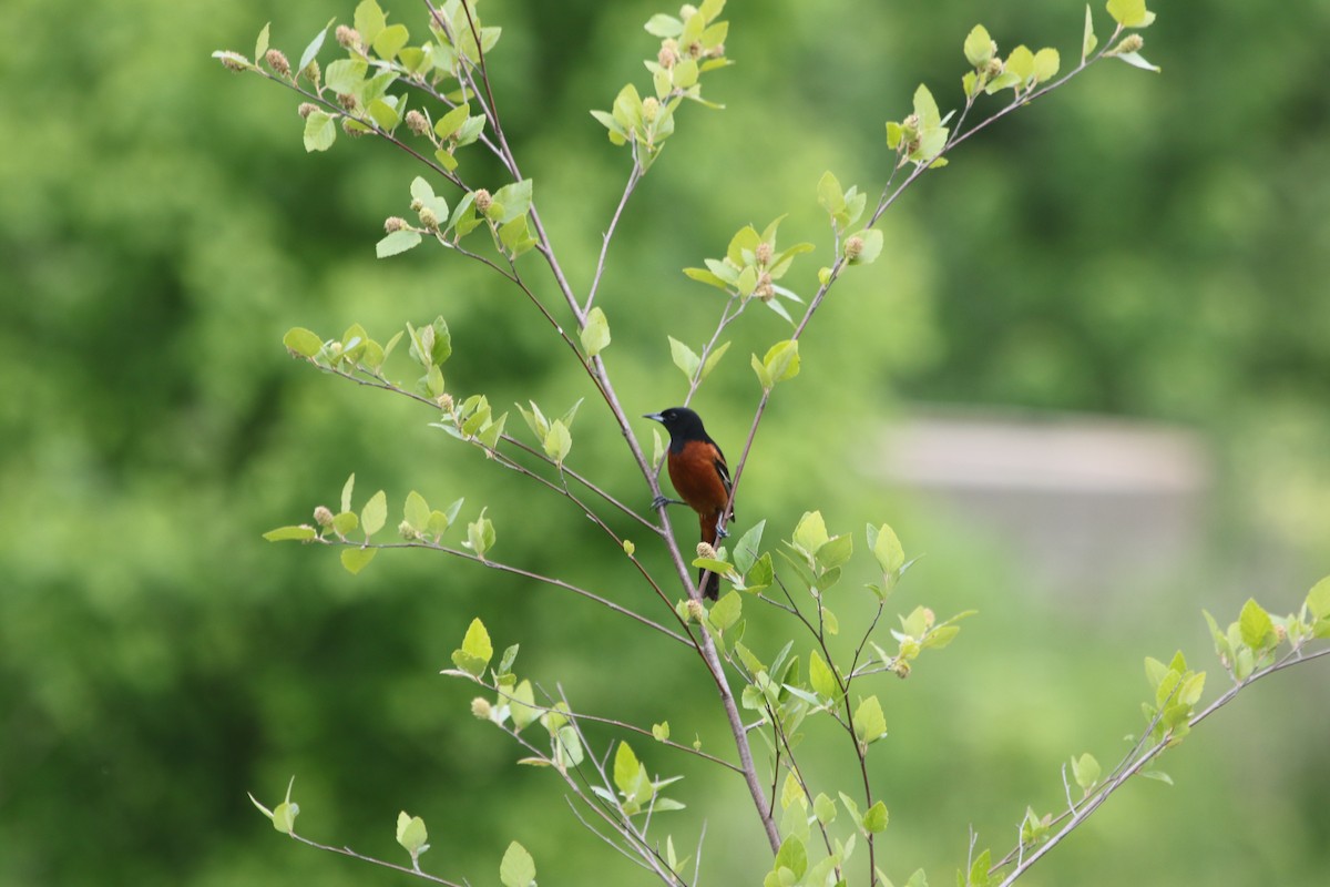 Orchard Oriole - ML617989164