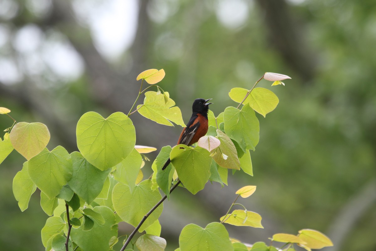 Orchard Oriole - ML617989165