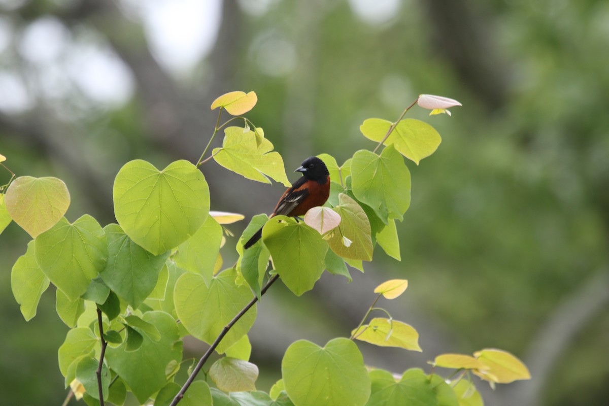 Orchard Oriole - Christian Ayers