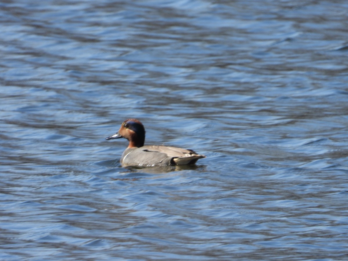 Green-winged Teal - ML617989169