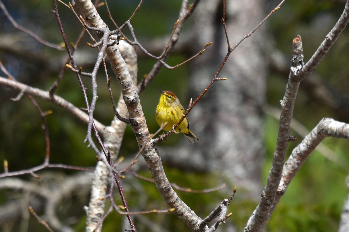 Palm Warbler (Yellow) - ML617989178