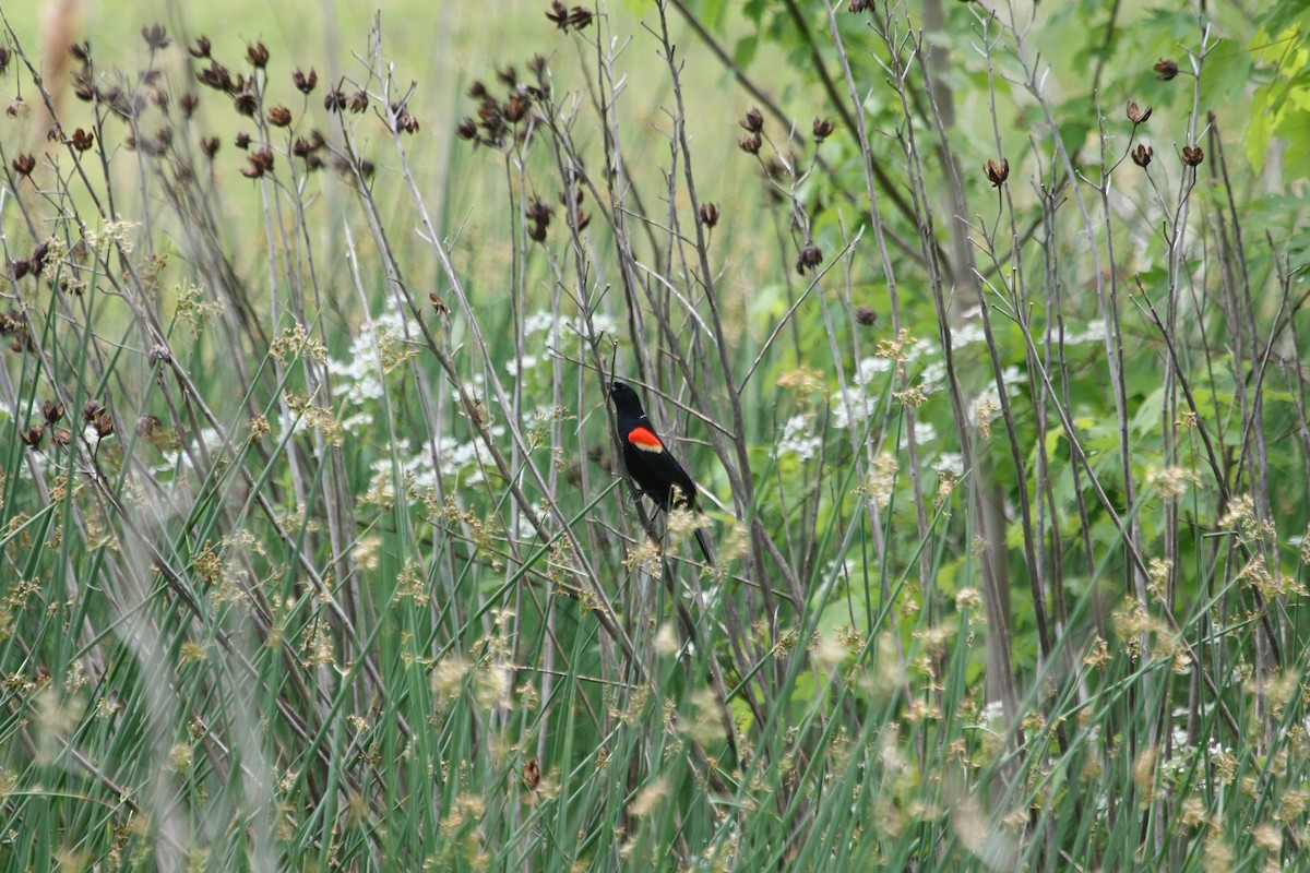 Red-winged Blackbird - Christian Ayers