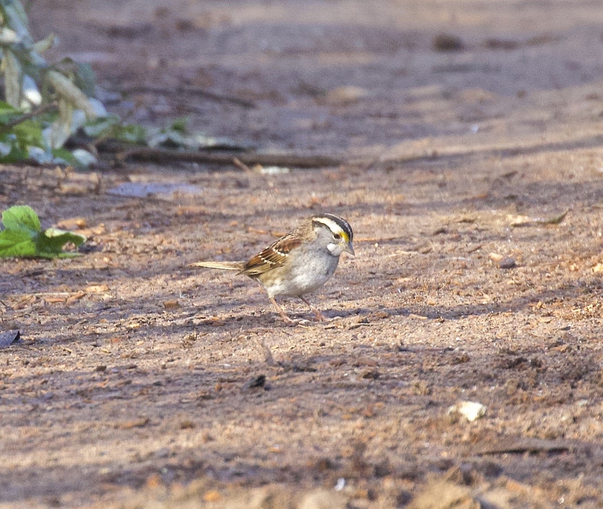 White-throated Sparrow - ML617989185