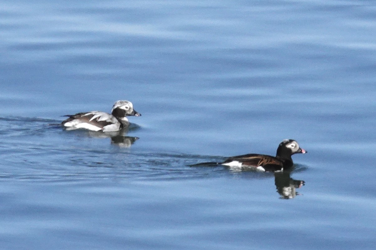 Long-tailed Duck - ML617989246