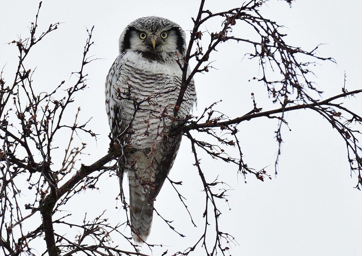 Northern Hawk Owl - ML617989327