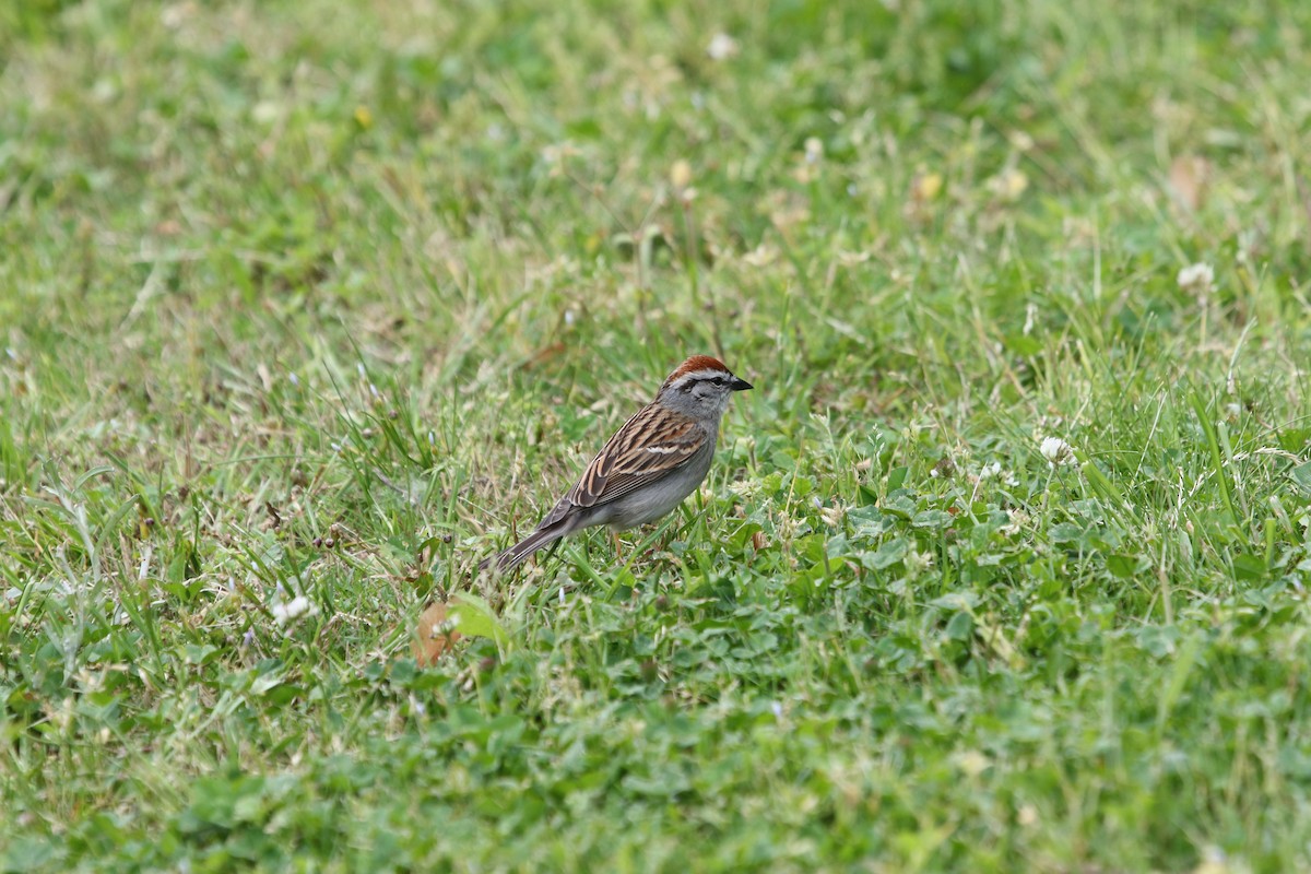 Chipping Sparrow - Christian Ayers