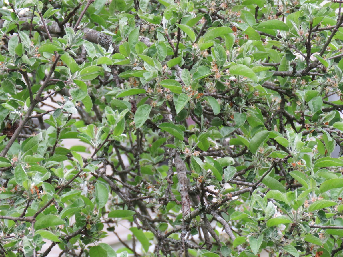 Orange-crowned Warbler - ML617989406