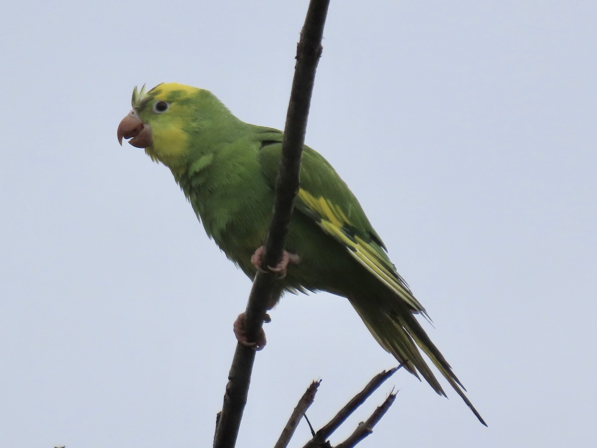 Yellow-chevroned Parakeet - Ines Vasconcelos
