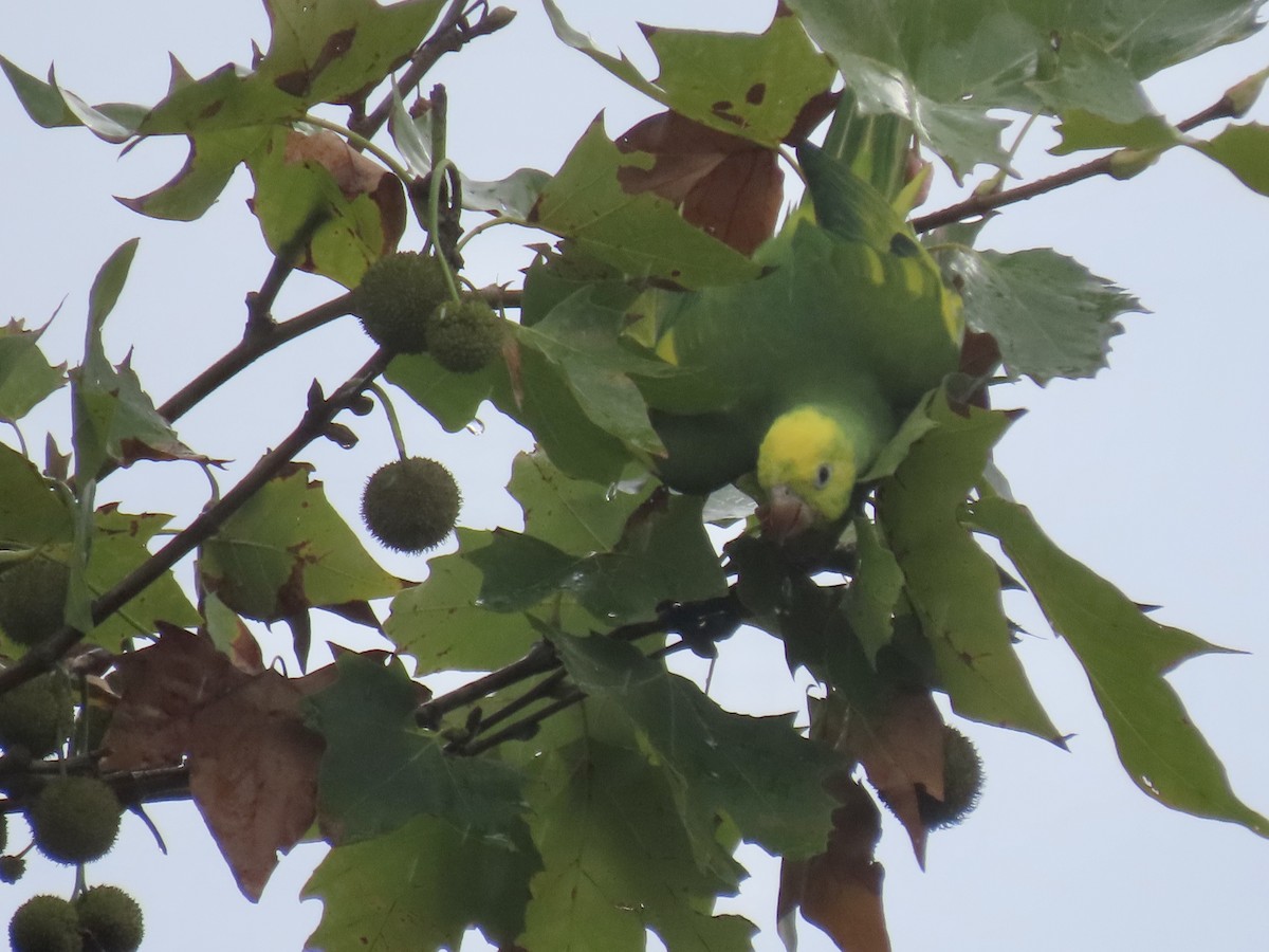 Yellow-chevroned Parakeet - Ines Vasconcelos