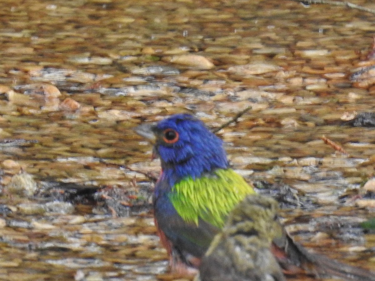 Painted Bunting - ML617989455