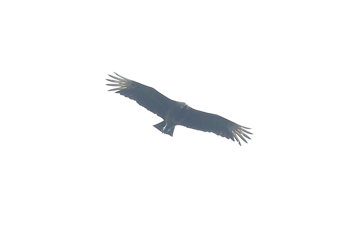 Black Vulture - ML617989456