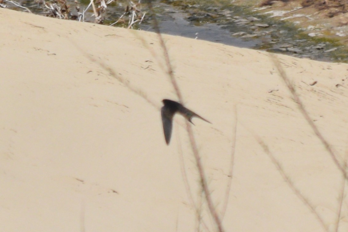 Barn Swallow (American) - ML617989464