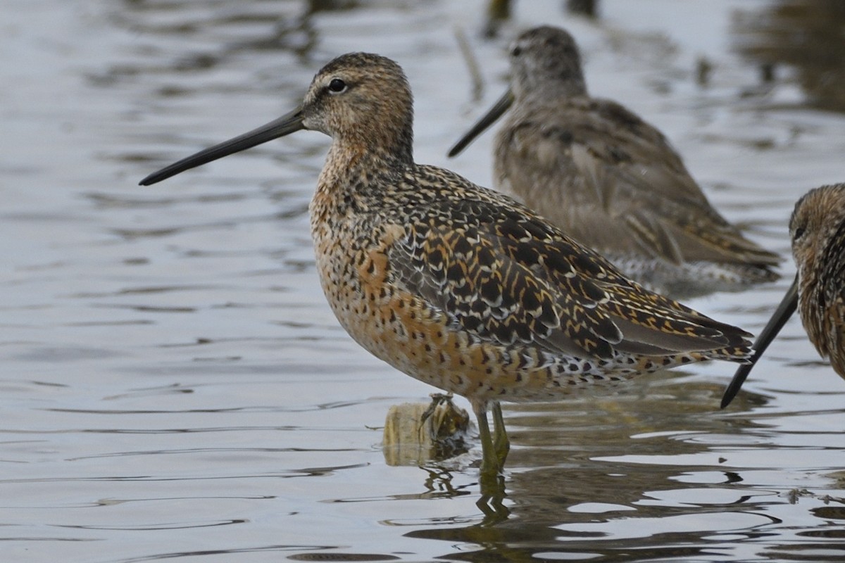 Long-billed Dowitcher - ML617989501