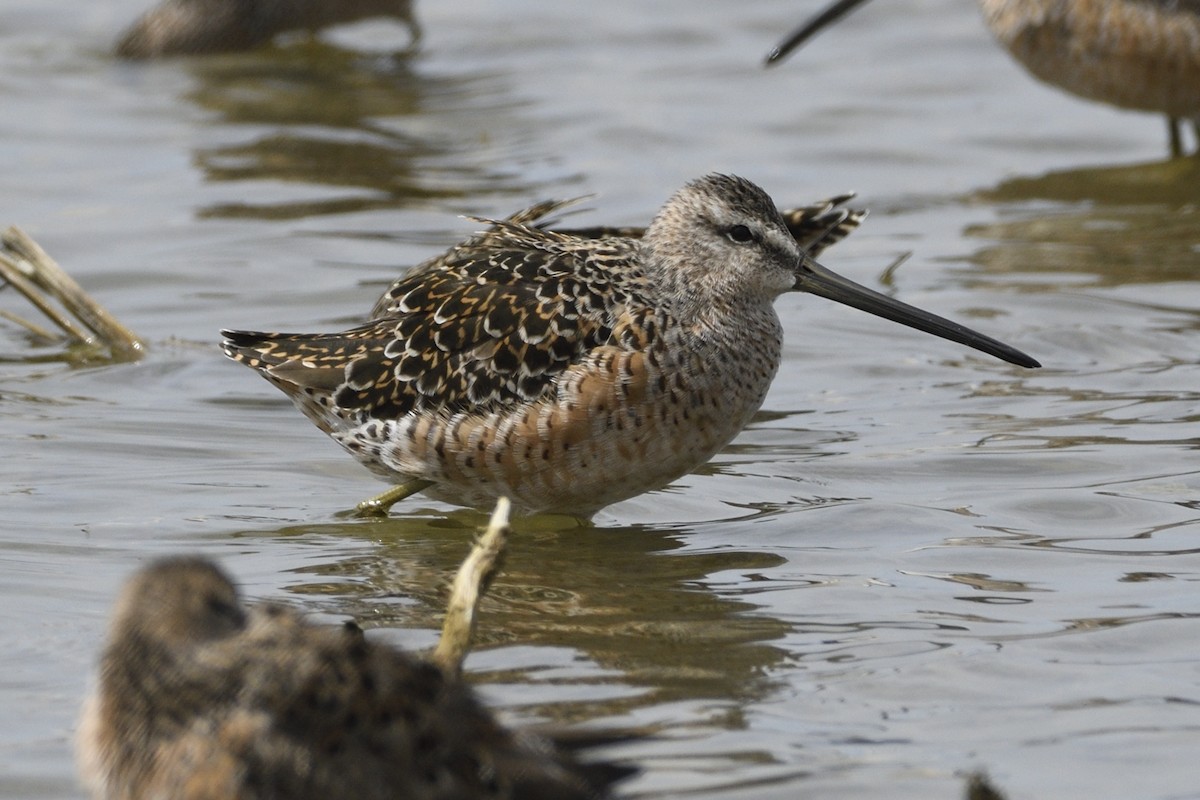 Long-billed Dowitcher - ML617989502
