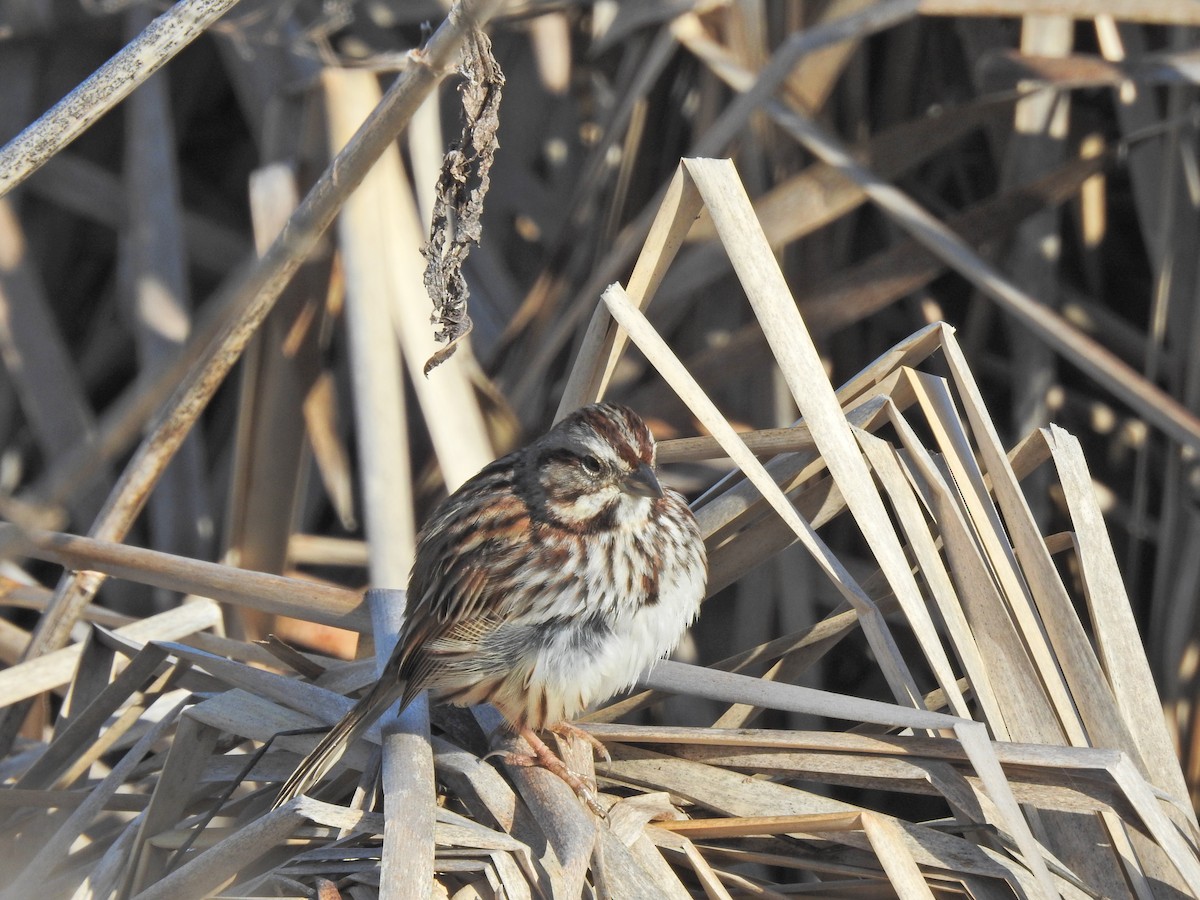 Song Sparrow - Bruce White