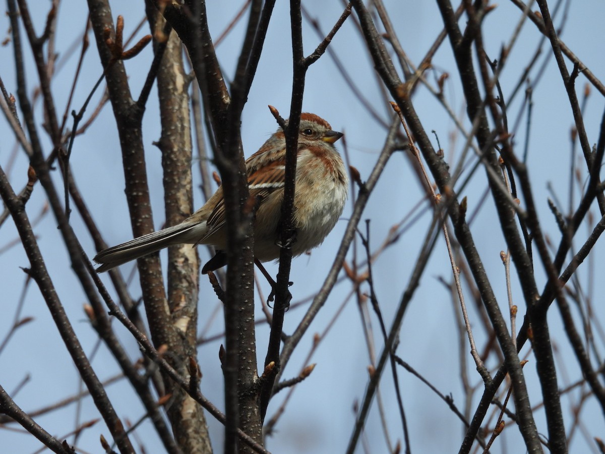 American Tree Sparrow - Lynda Sisco