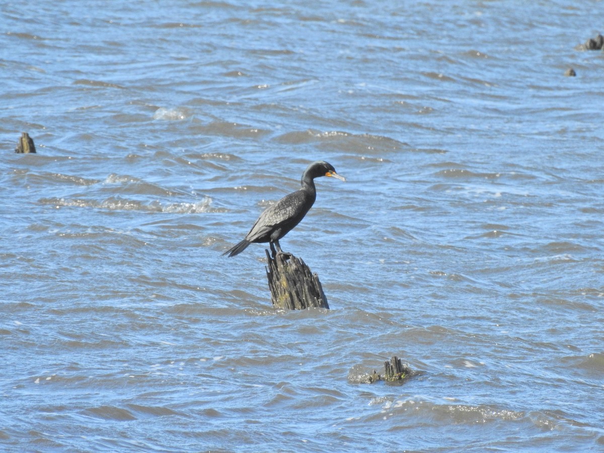 Double-crested Cormorant - Bruce White