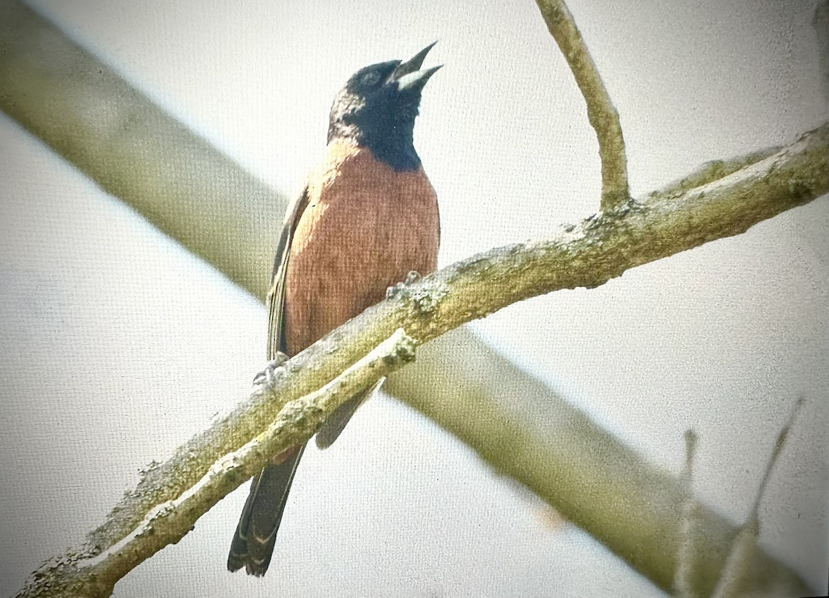 Orchard Oriole - ML617989555