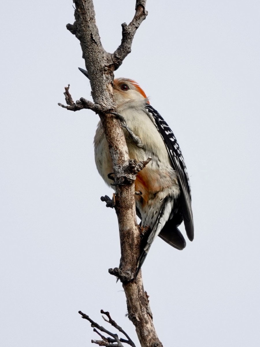 Red-bellied Woodpecker - ML617989583