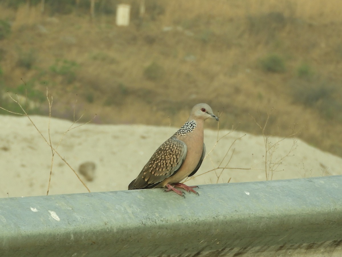 Spotted Dove - ML617989594