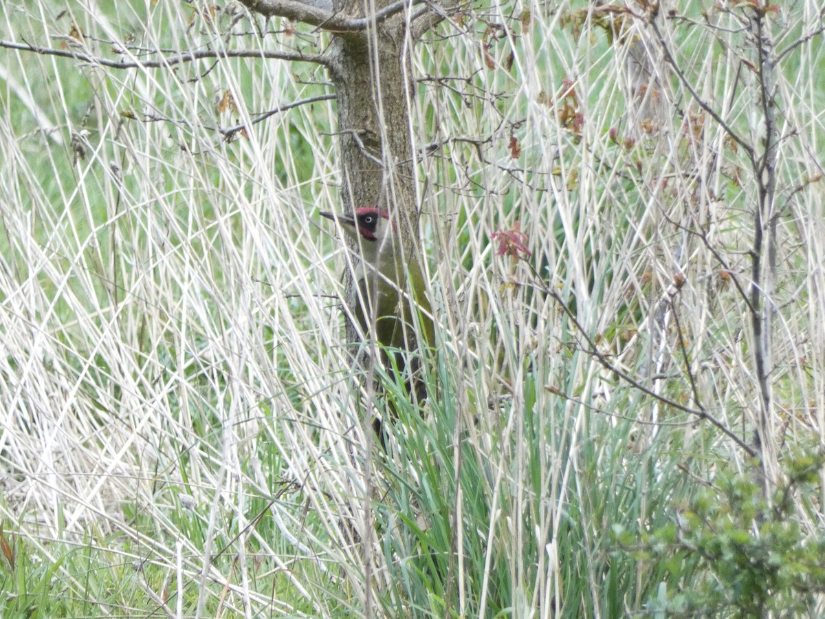 Eurasian Green Woodpecker - ML617989605